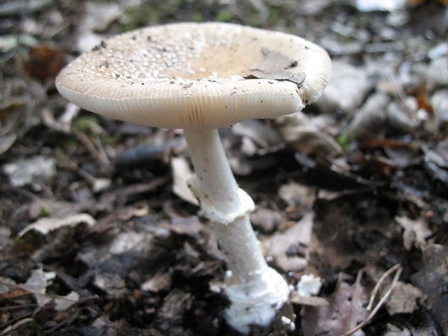 Amanita pantherina 